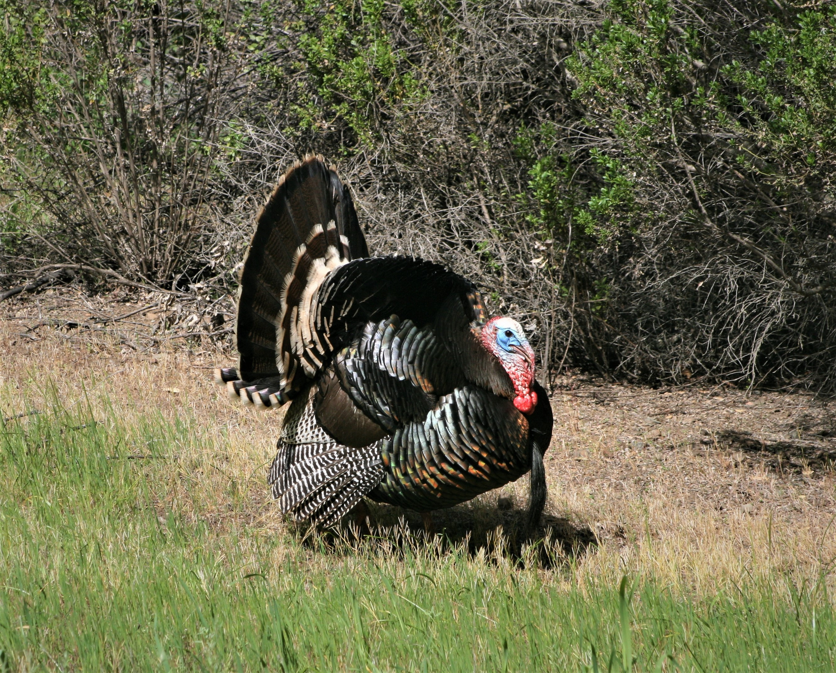 Wild Turkey2.jpg